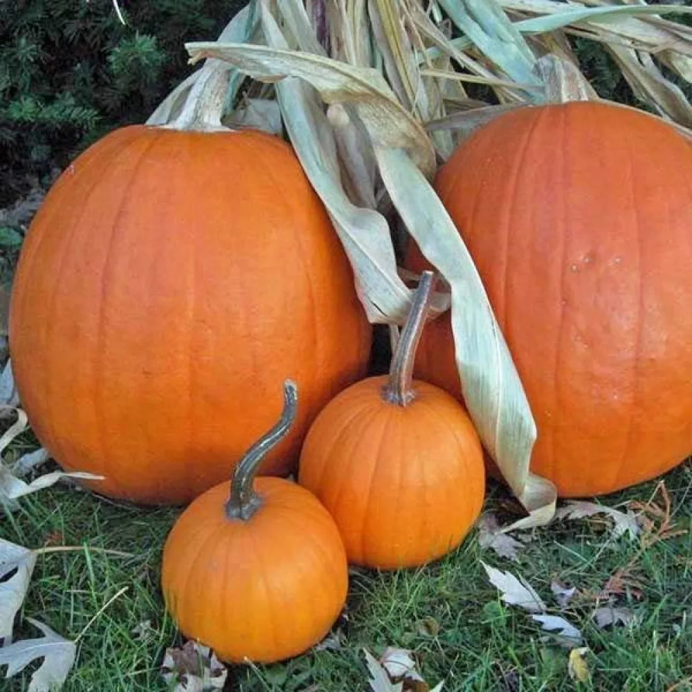 Pumpa 'Jack O'Lantern'