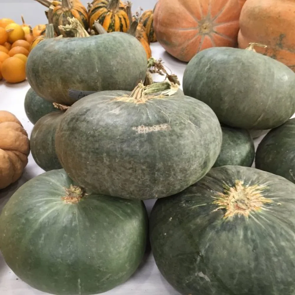 Pumpa 'Ambar'