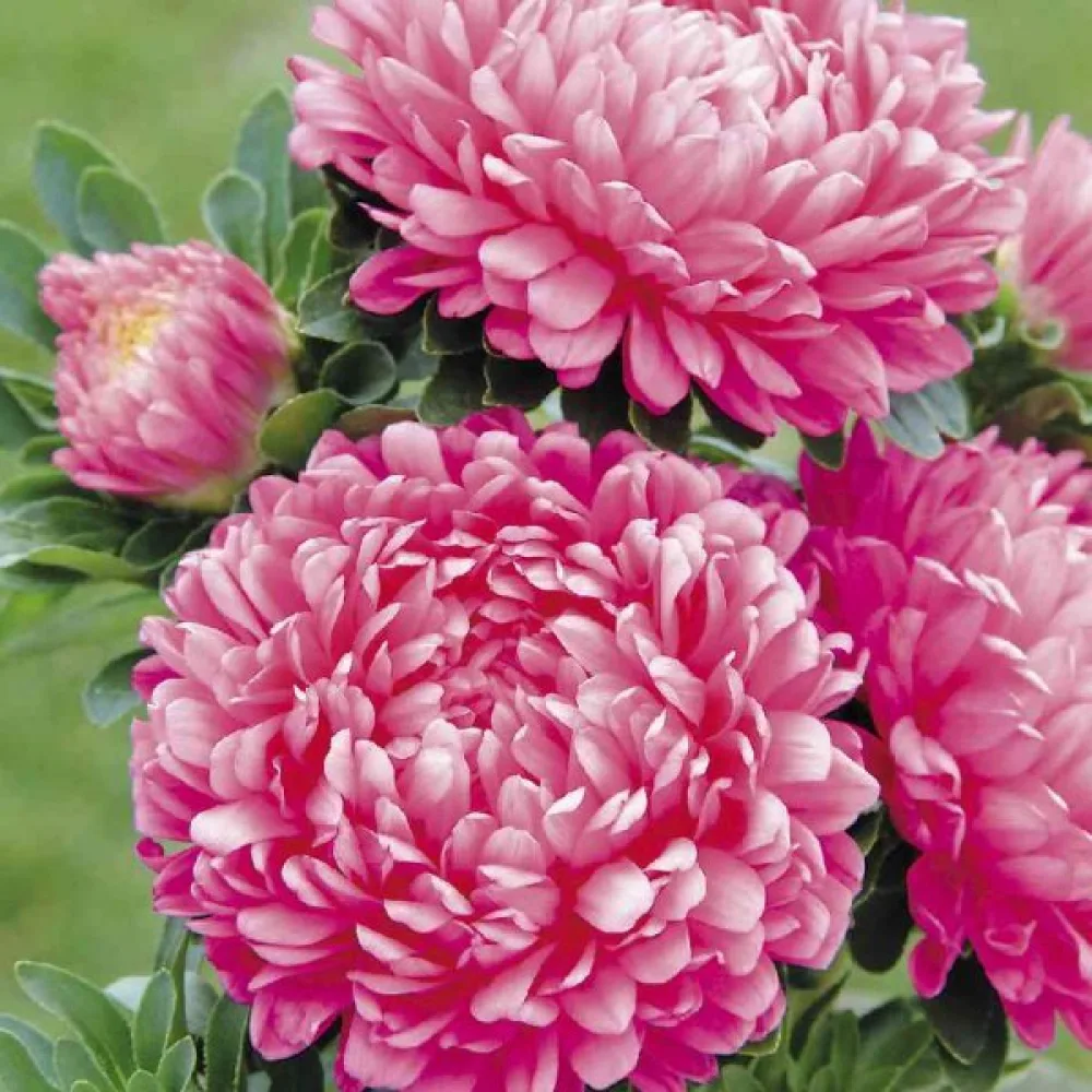 Sommaraster 'Milady' rosa