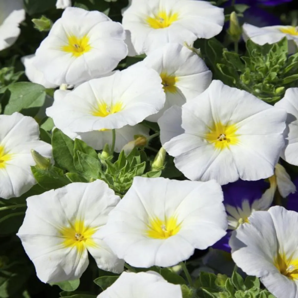 Praktvinda 'White Ensign'