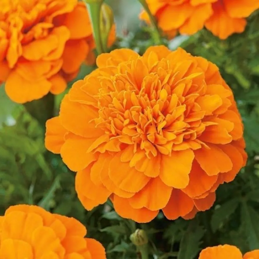 Fransk tagetes 'Mandarin'