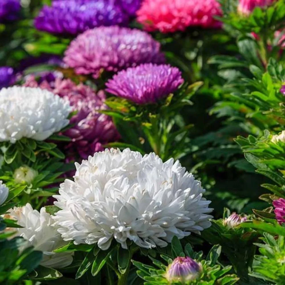 Sommaraster – snittblomsmix