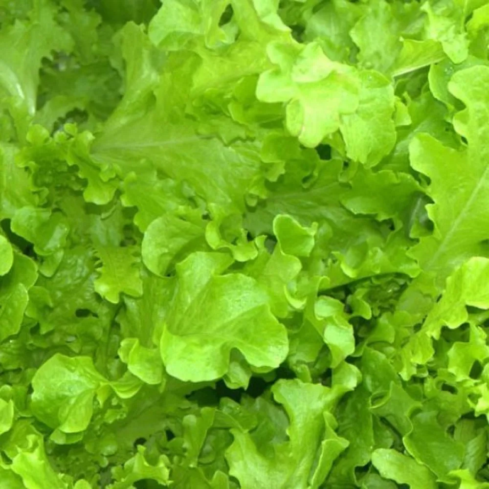 Sallad 'Salad Bowl'