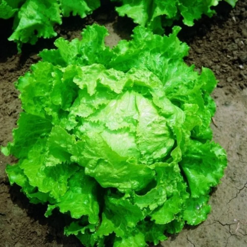 Isbergssallat 'Doree de Printemps'