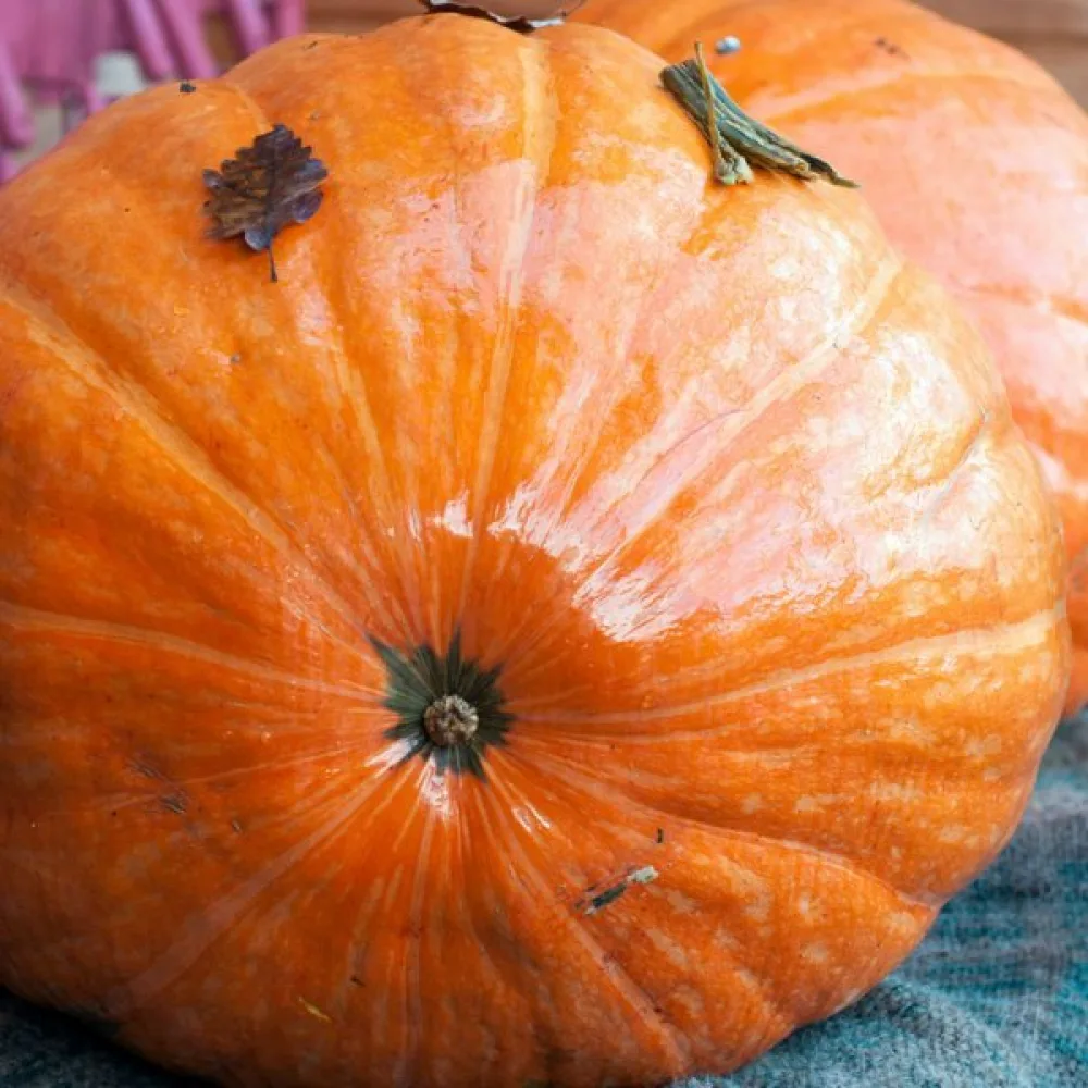 Pumpa 'Big Max'