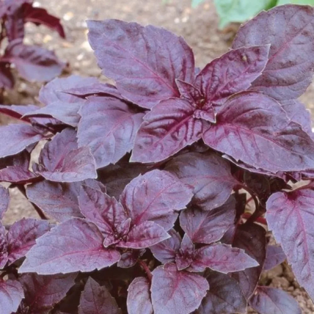 Basilika 'Red Rubin'