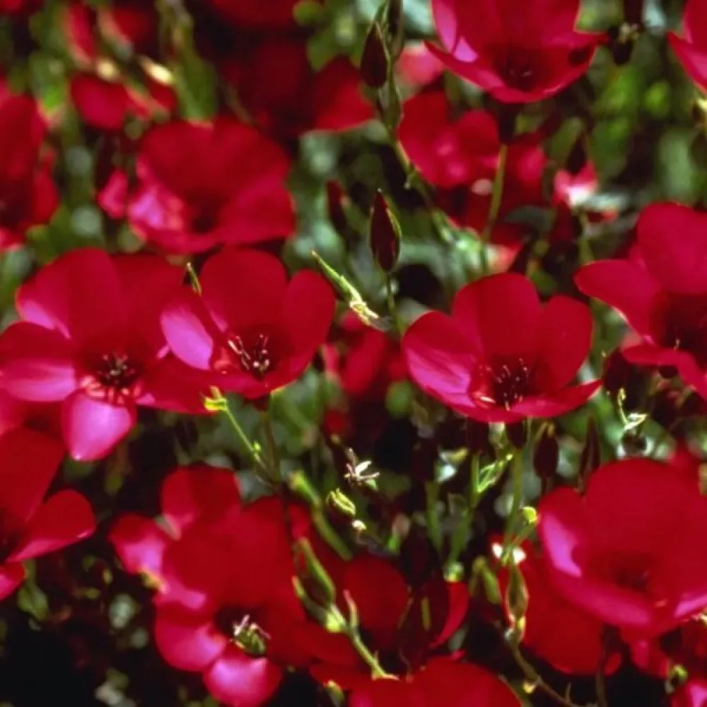Sommarflox 'Beauty Crimson'