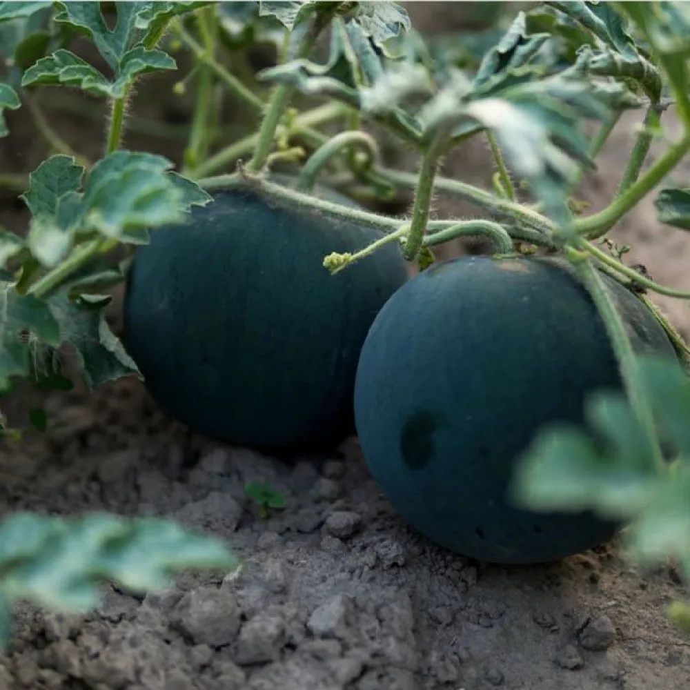 Vattenmelon 'Sugar Baby' 3–4 kg