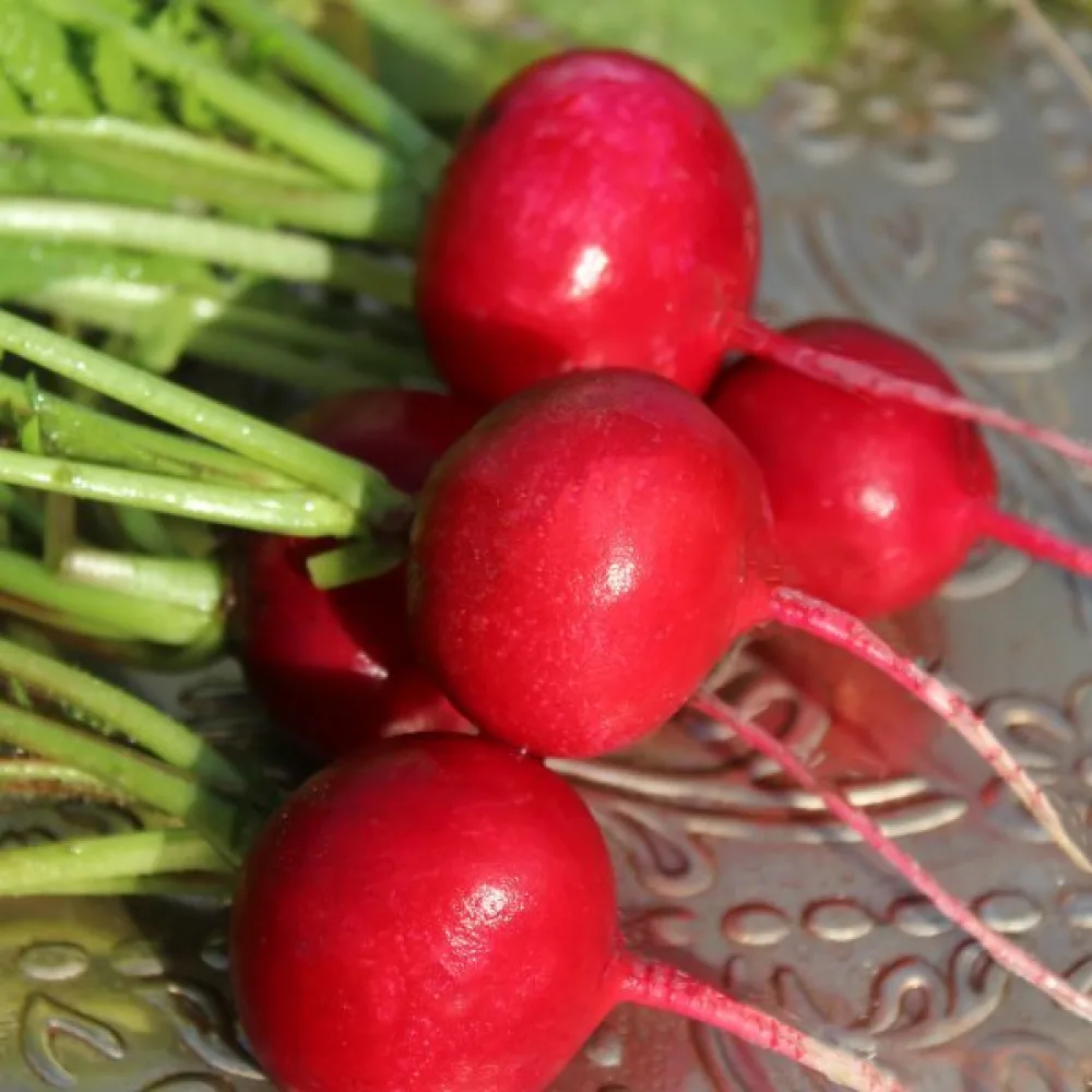 Rädisa 'Riesen von Aspern'
