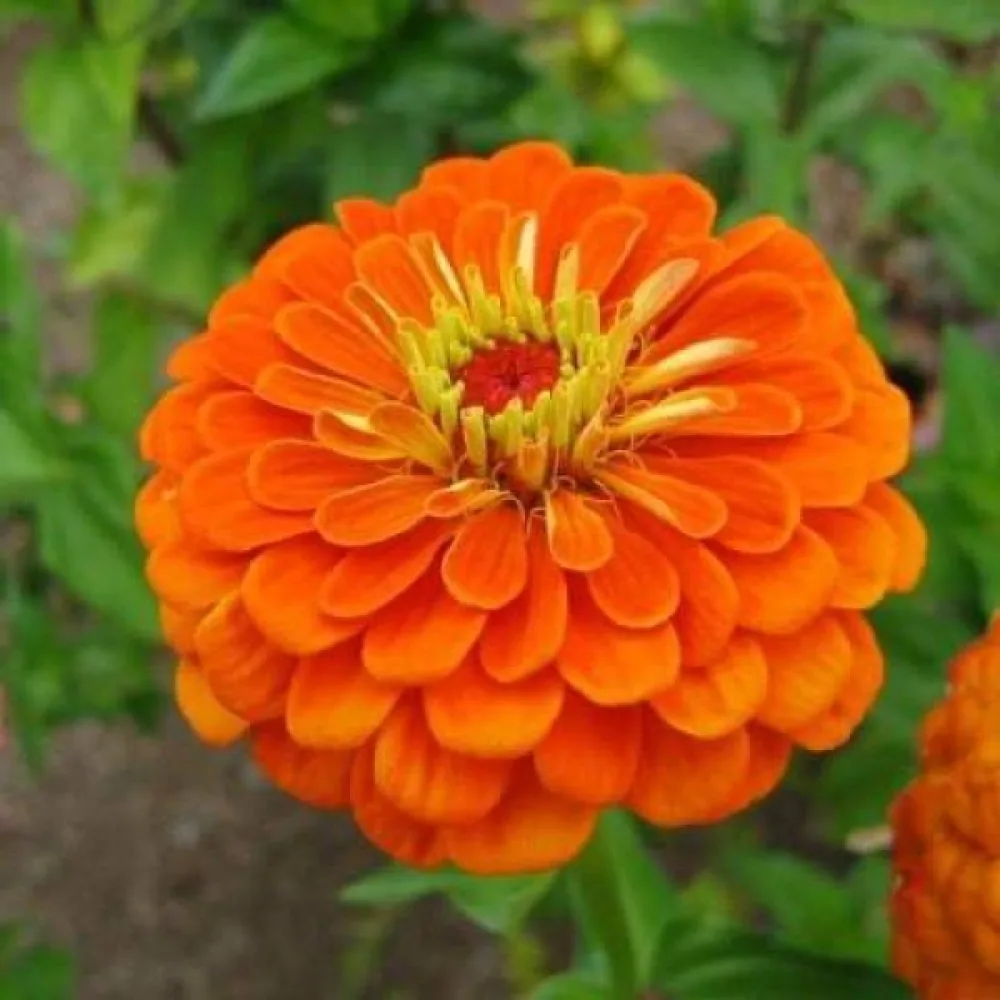 Zinnia 'Golden State'