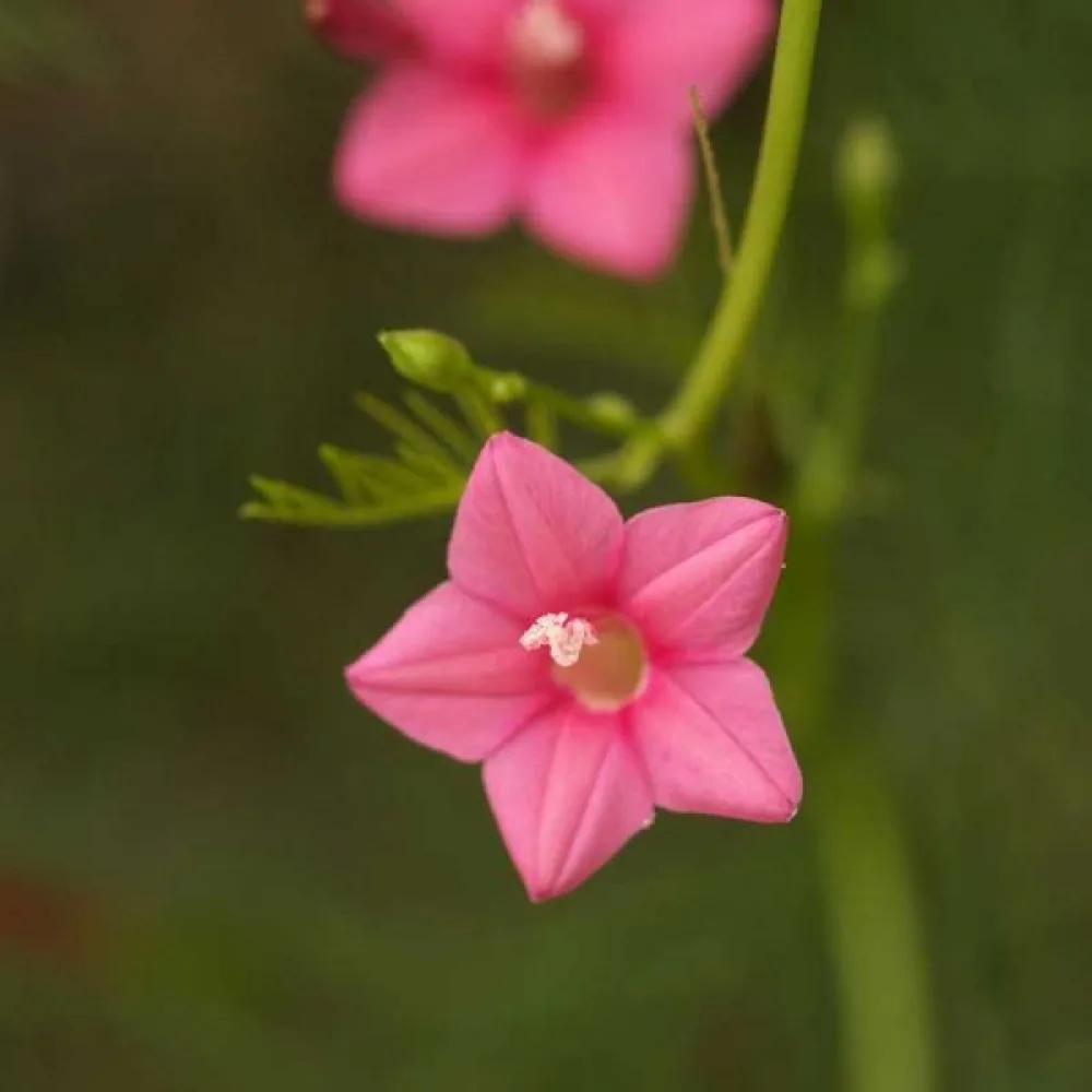 Cypressvinda Ipomoea pennata – rosa