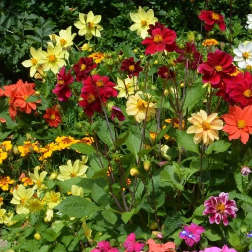 Lågväxande dahlia 'Figaro' – blandning
