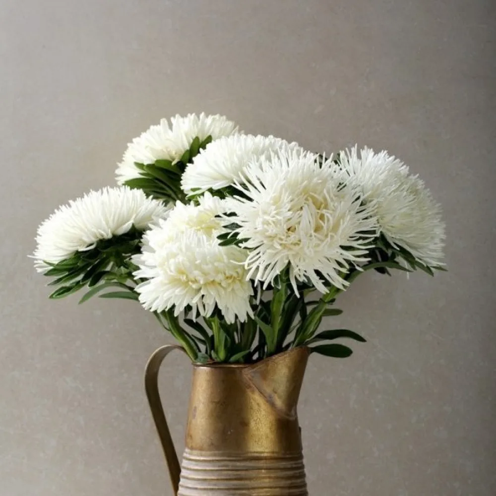 Strålaster 'Apollo'
