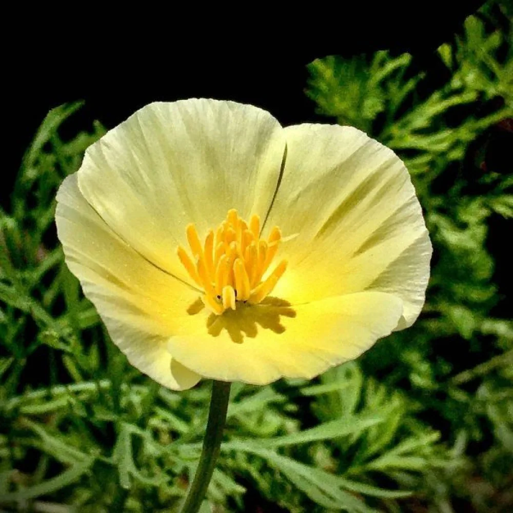 Sömntuta 'Chrome Queen', svavelgul
