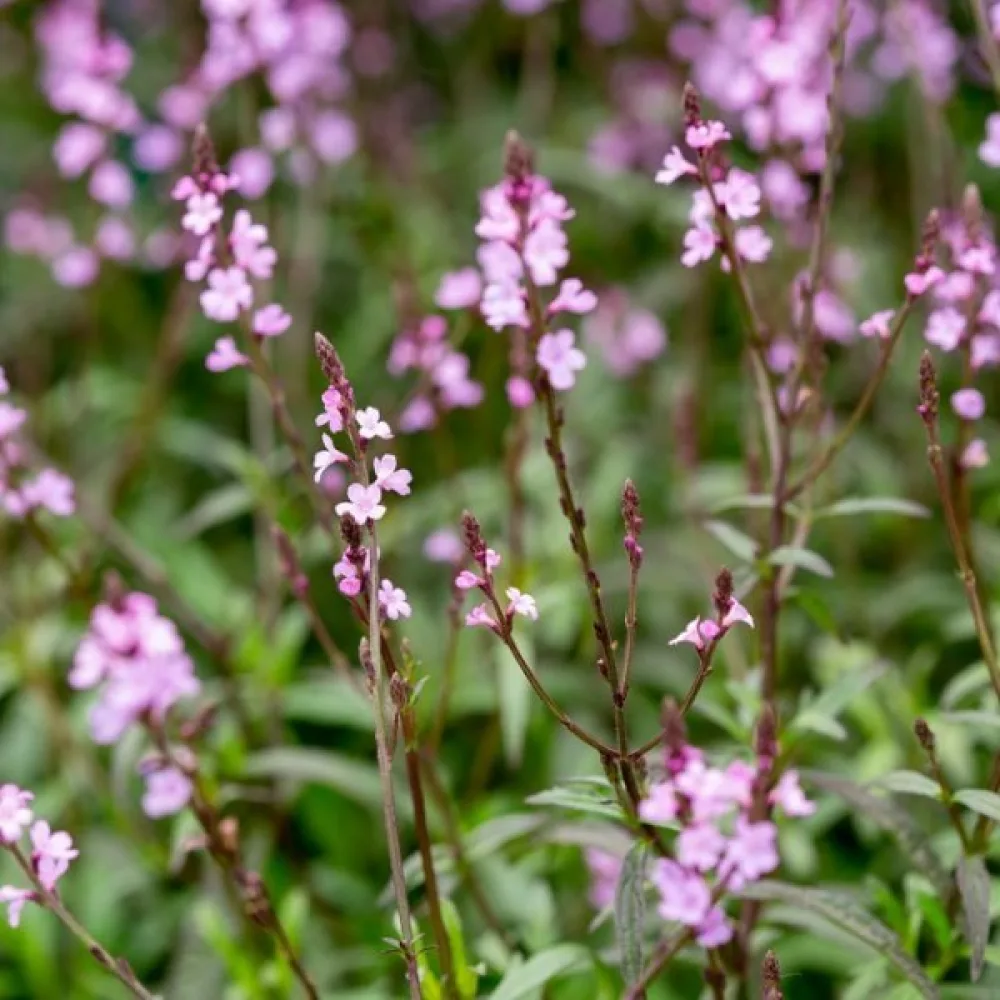 Järnört Verbena officinalis
