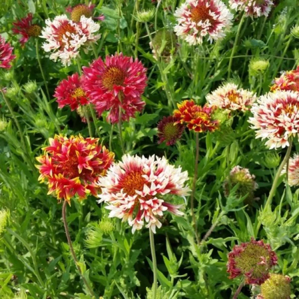 Kokardblomster 'Lorenziana', mix