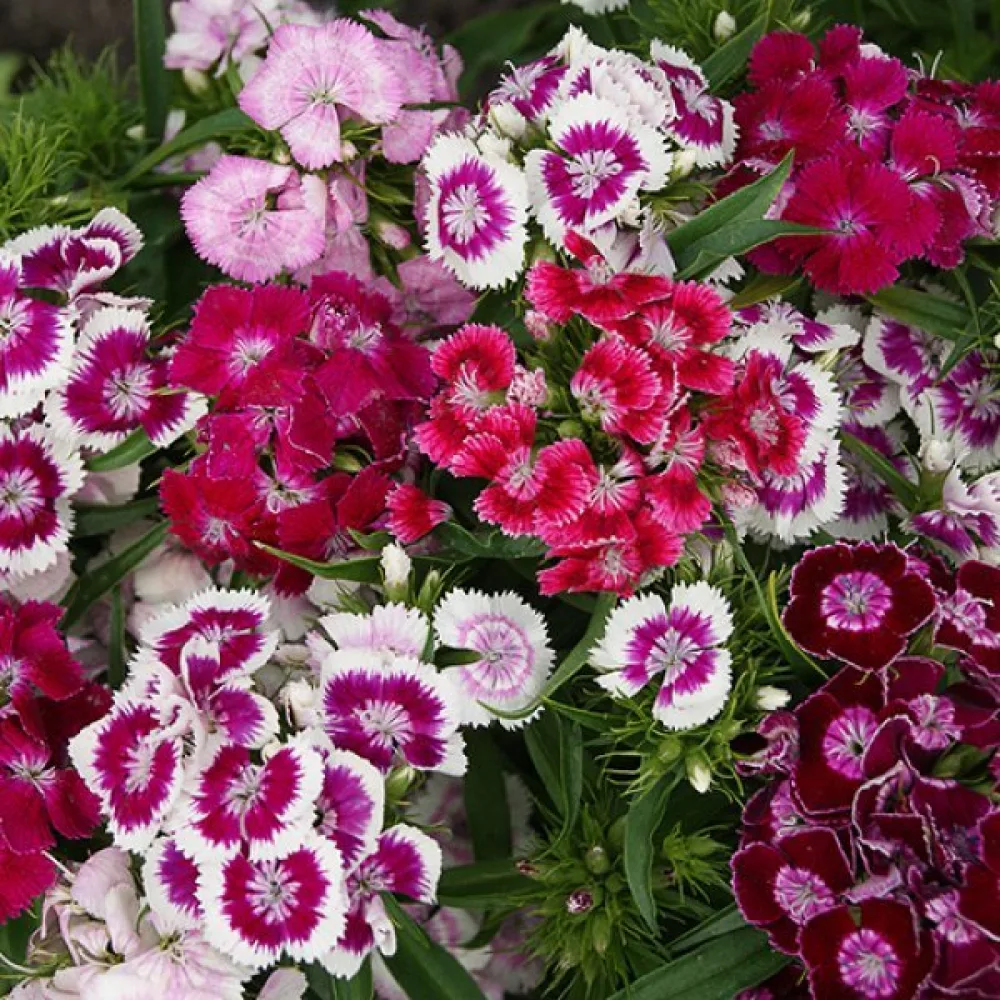 Borstnejlika 'Indian Carpet' – mix