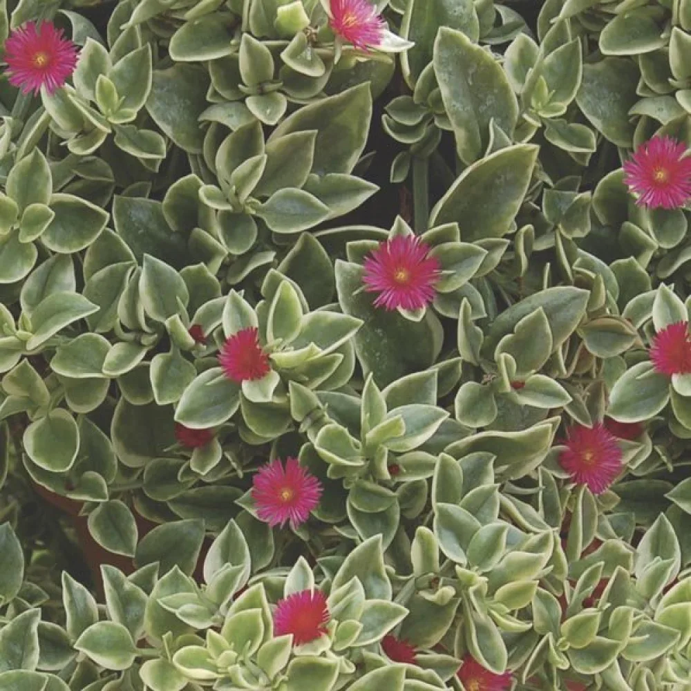 Middagsblomma Dorotheanthus bellidiformis, röd