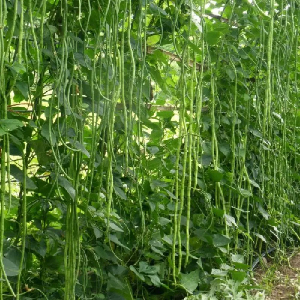 Sparrisböna 'Metro Nero'