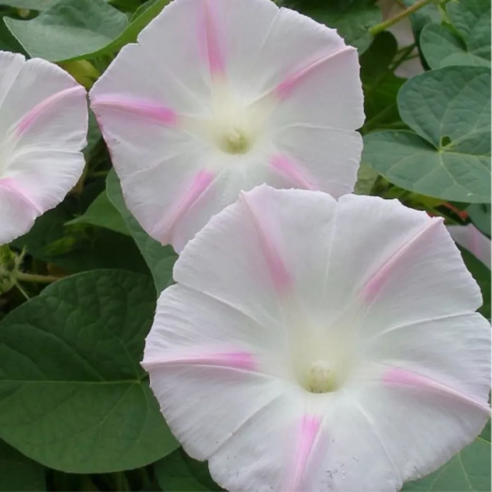 Purpurvinda 'Shiva'