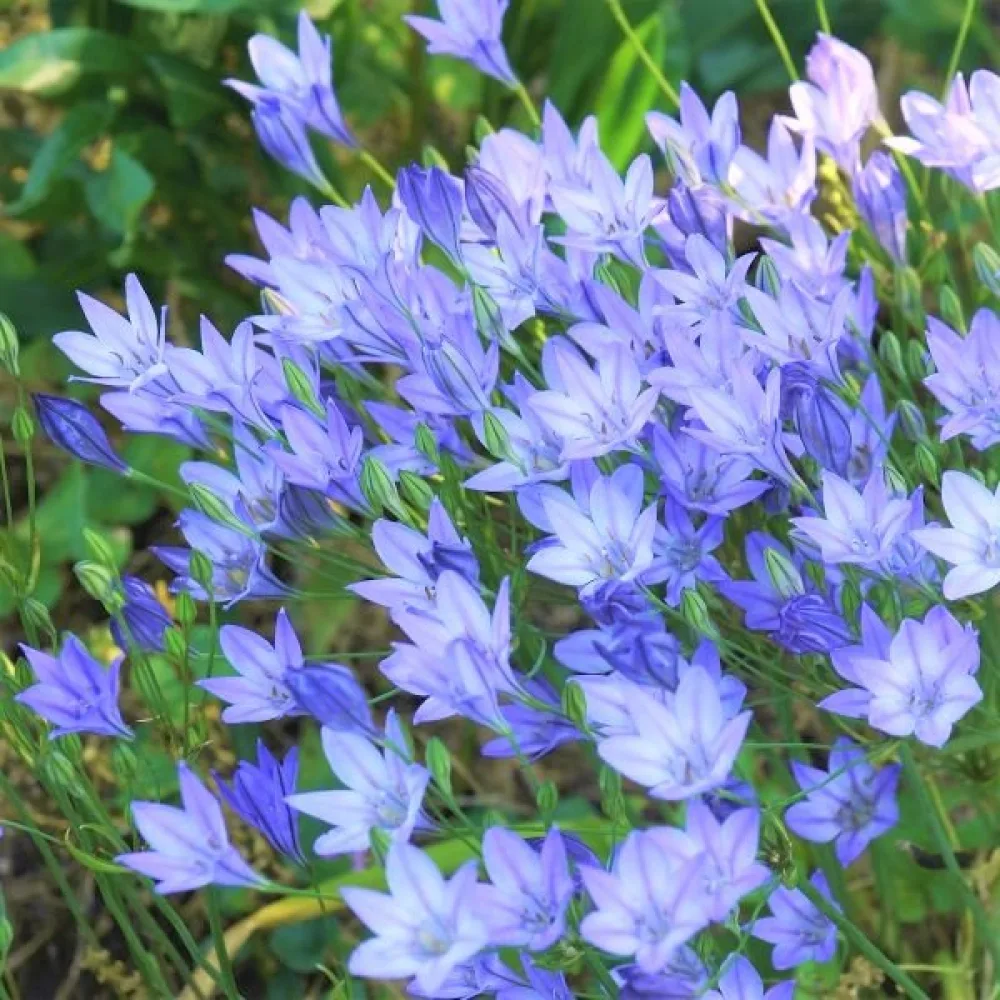 Triteleia 'Queen Fabiola'