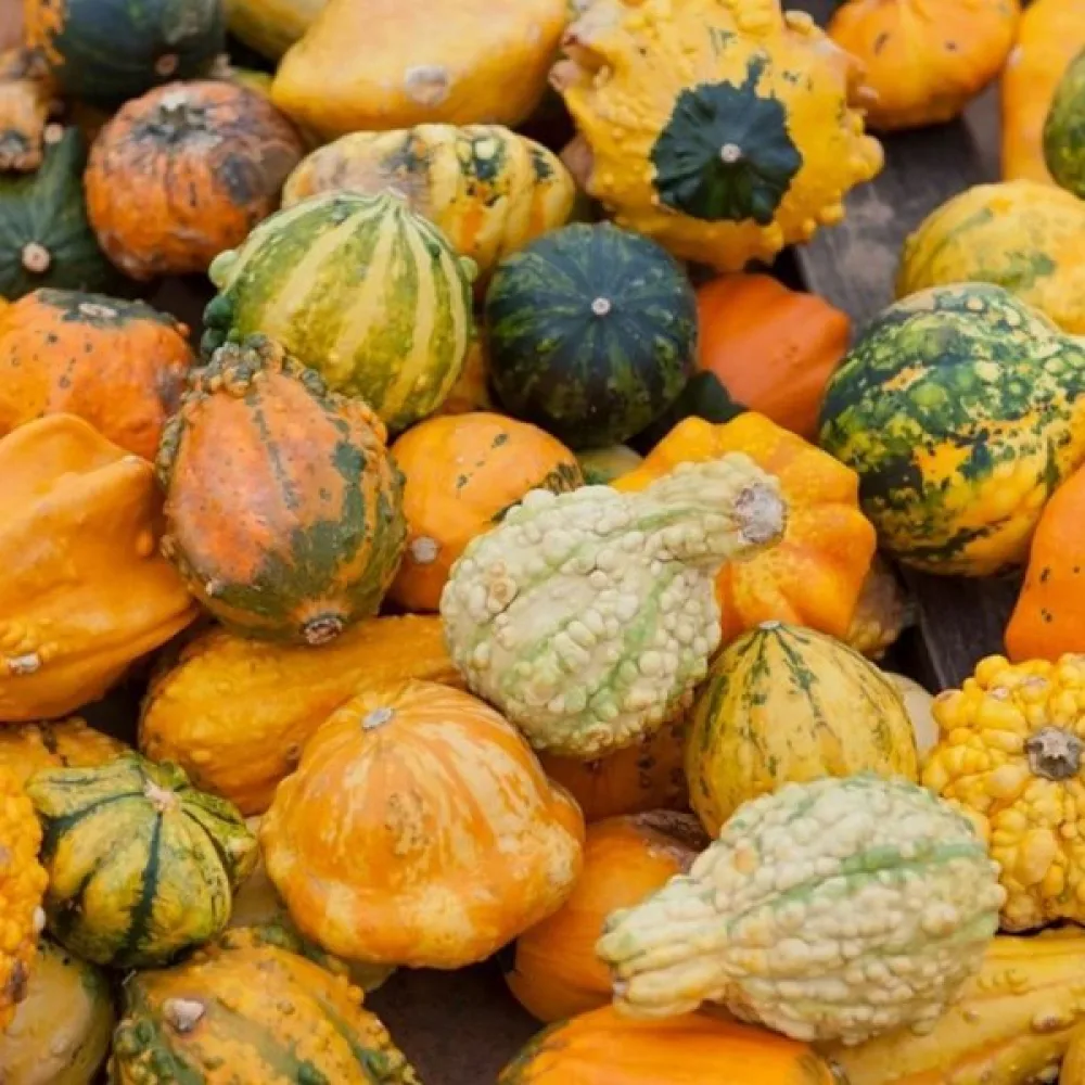 Pumpa, vårtiga – blandning
