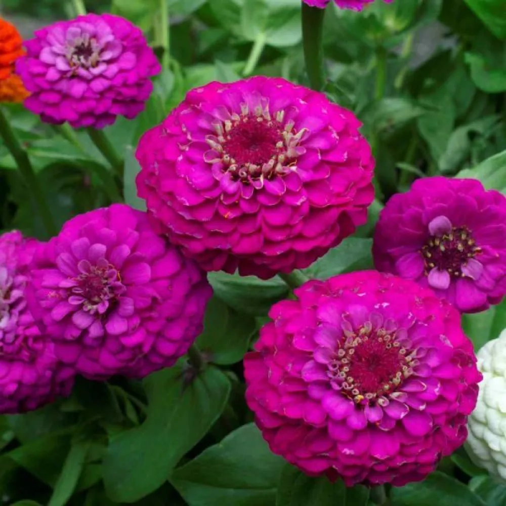 Zinnia 'Purple Gem'