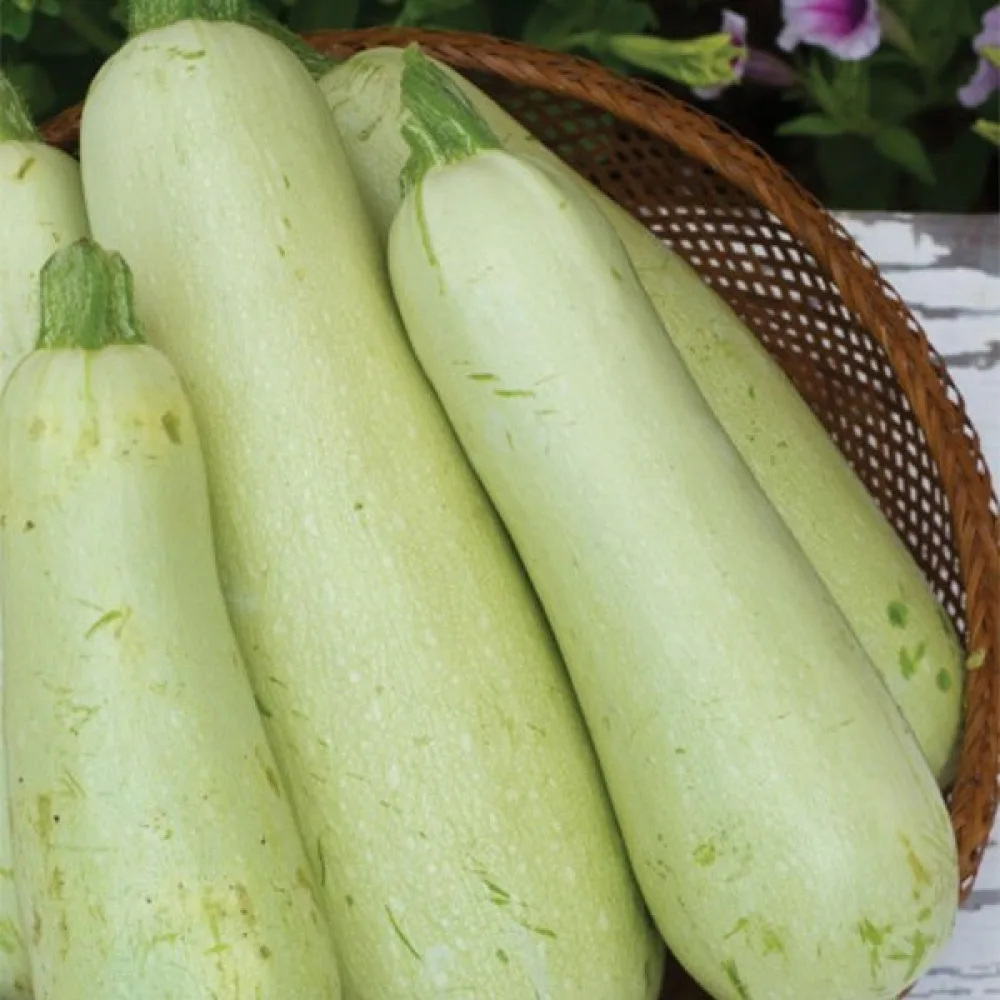 Zucchini 'Greta F1'