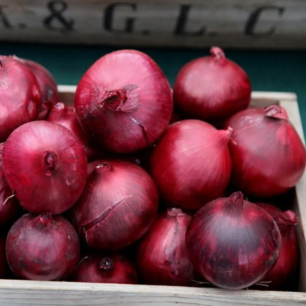 Matlök 'Red Baron'