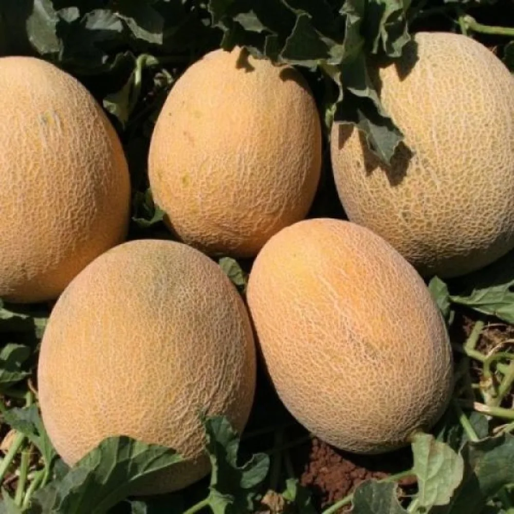 Melon 'Cantalupo di Charentais'