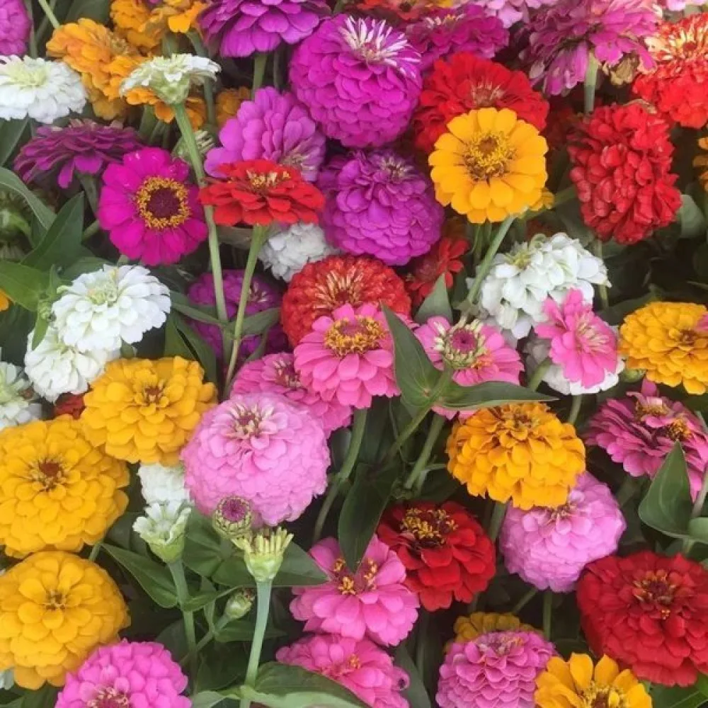Zinnia 'State Fair' (blandning)