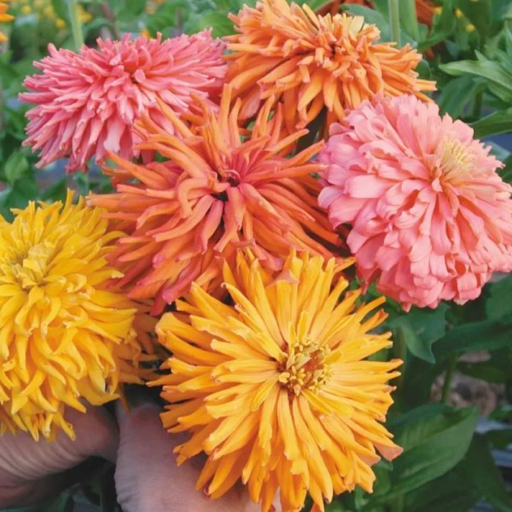 Zinnia 'Cactus Giant Formula Mixture'