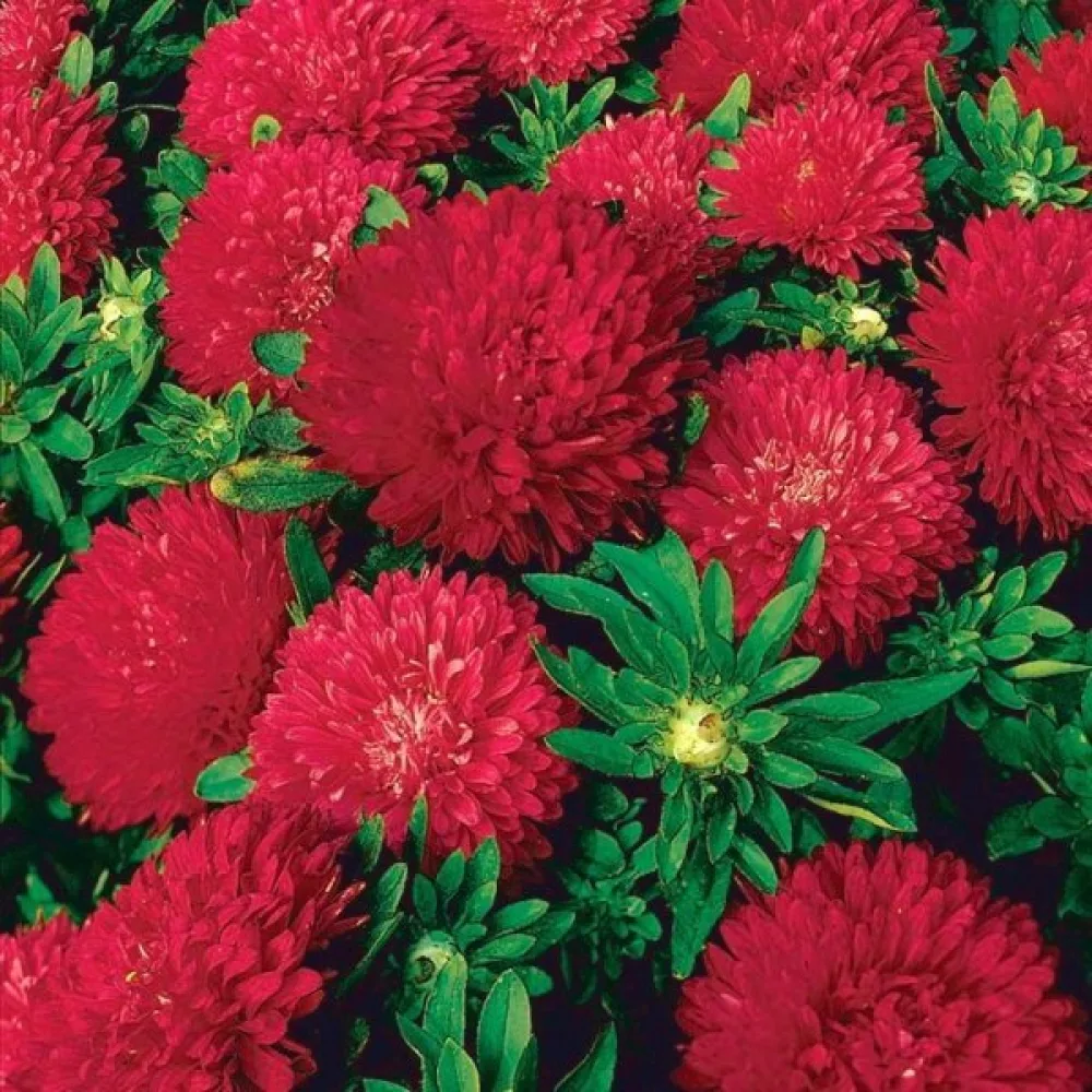 Sommaraster 'Apollonia' – karmin