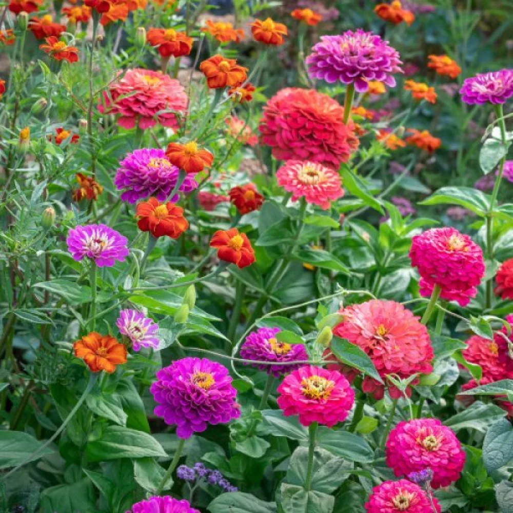 Zinnia 'Cupid' (blandning)