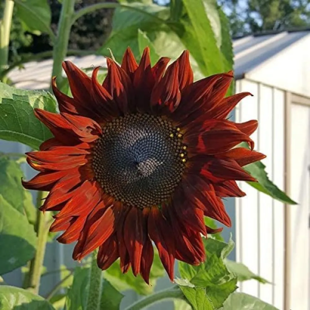 Solros 'Red Sun'