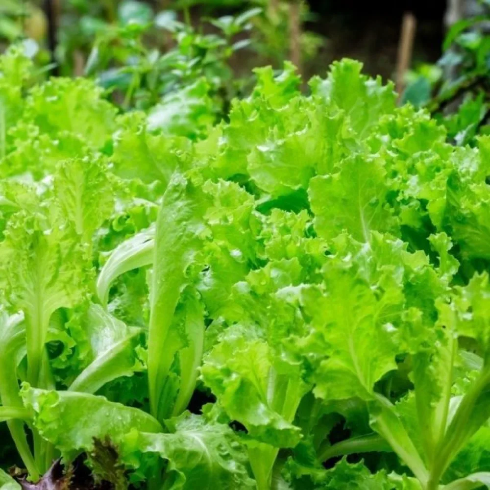 Babyleaf-sallad 'Bionda a Foglia Riccia'