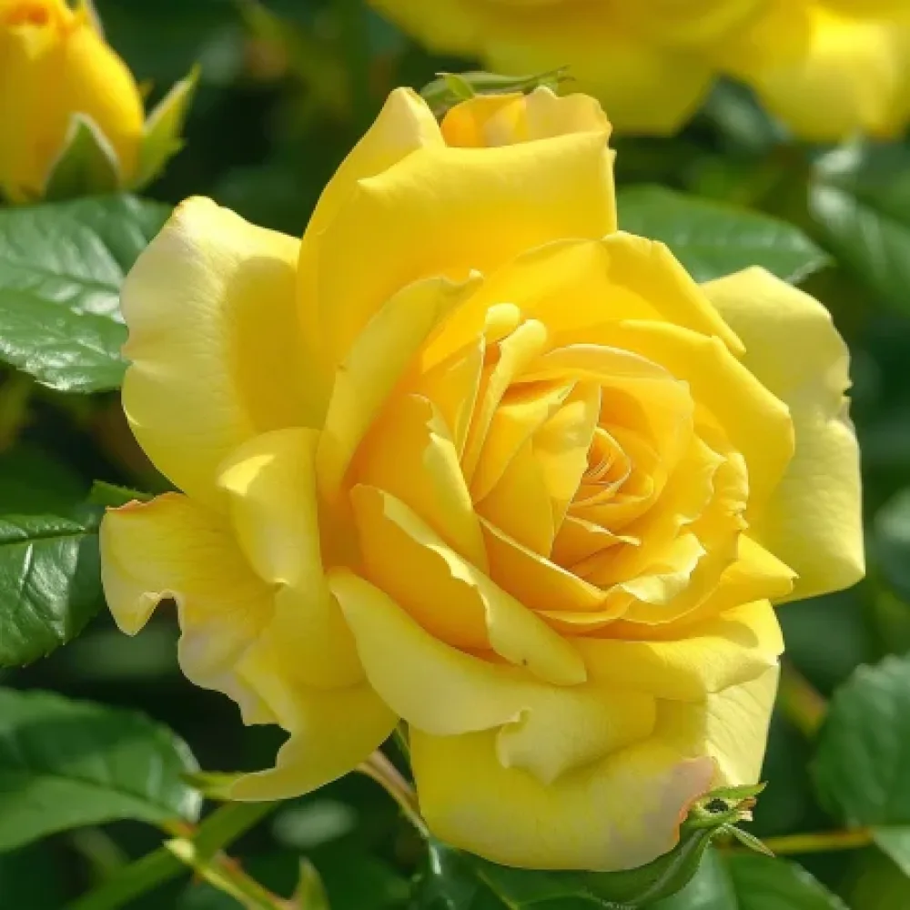 Ros 'Golden Eagle' – barrotad