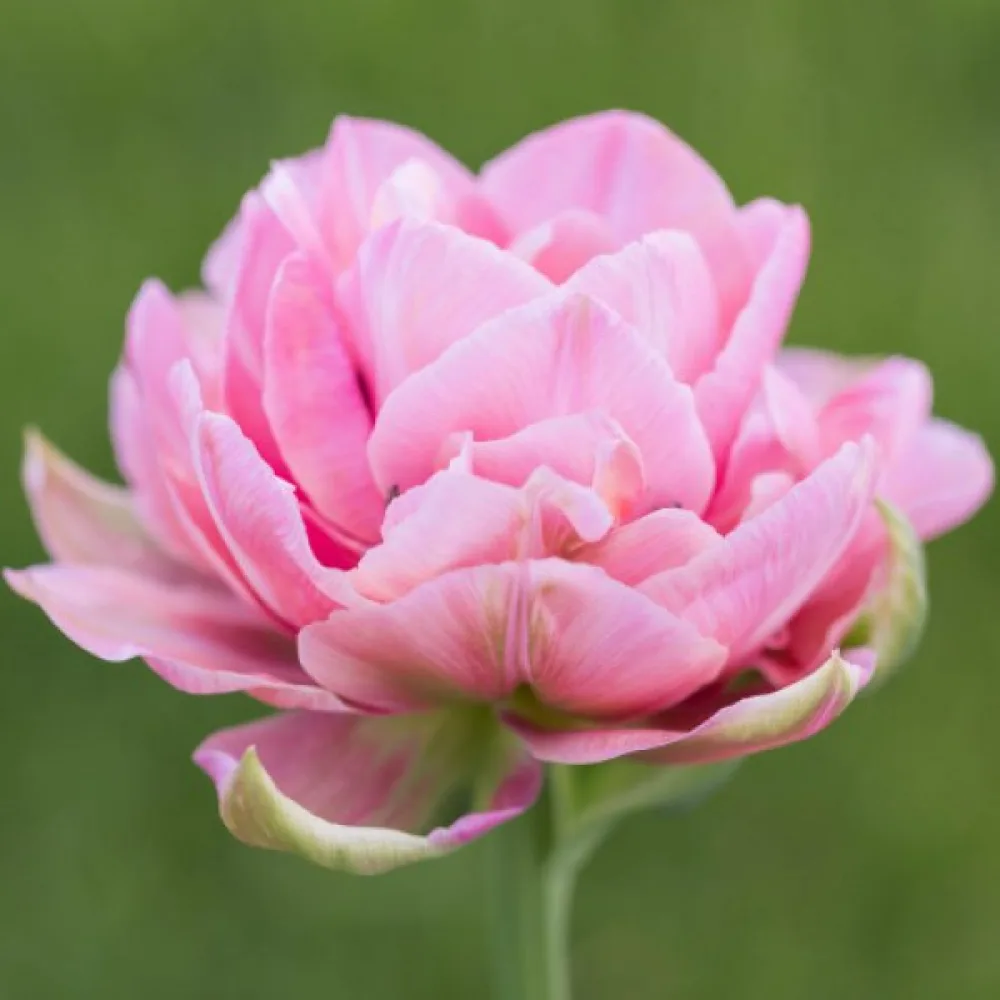 Tulpan 'Aveyron'