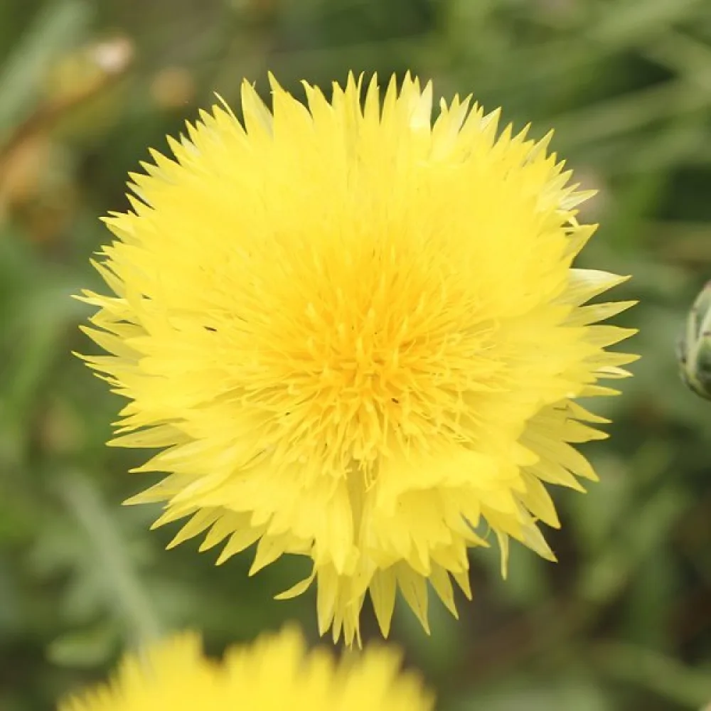 Myskklint 'Suaveolens', gul