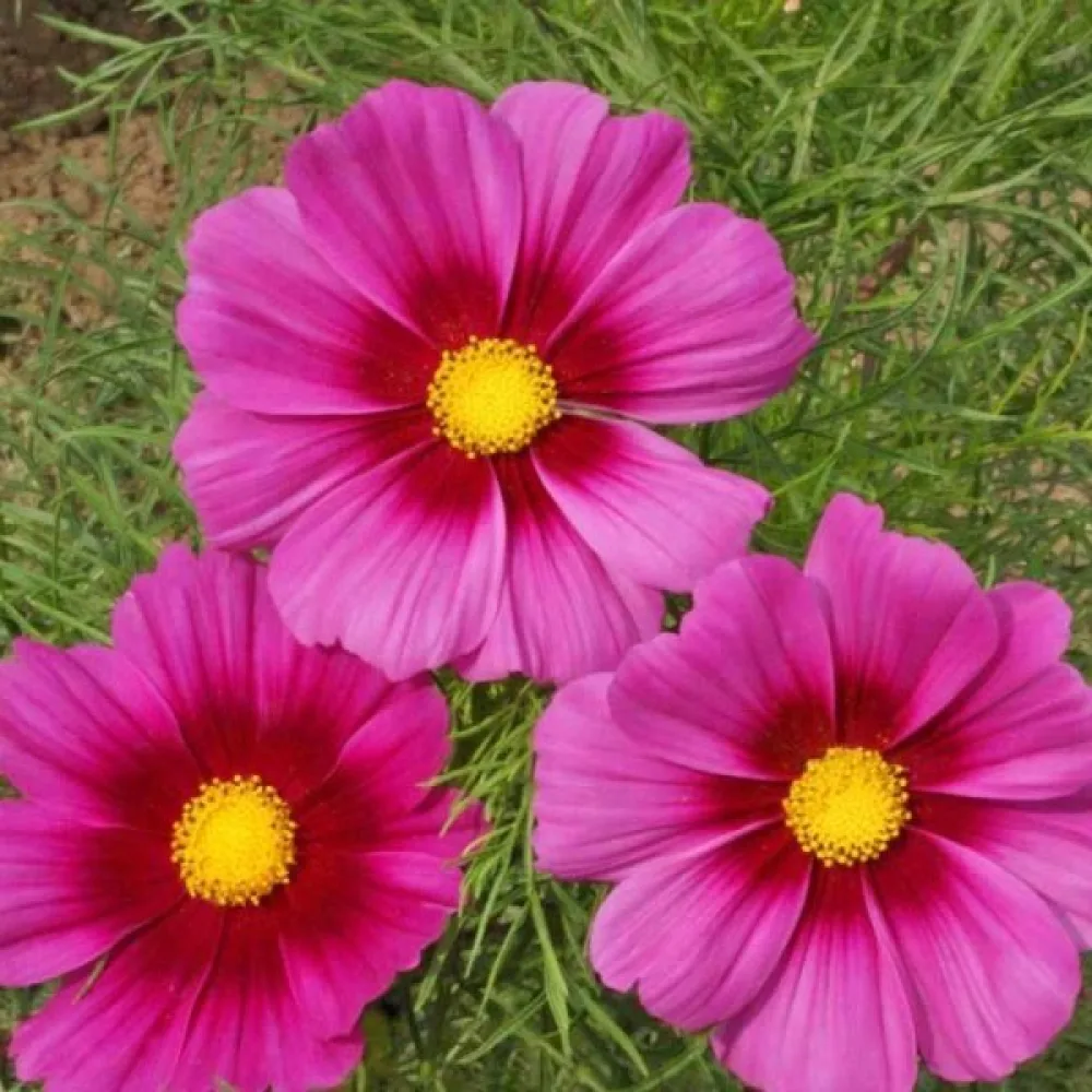 Rosenskära 'Dwarf' rosa