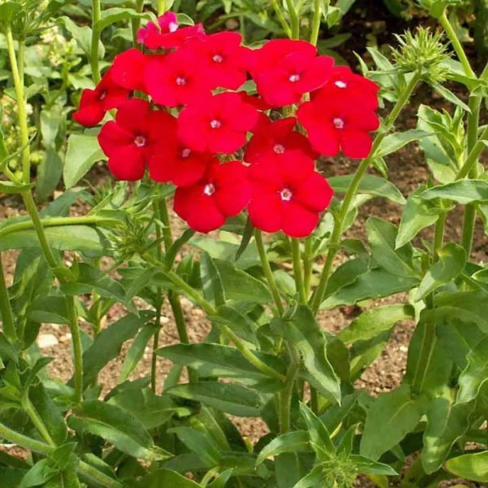 Sommarflox 'Coccinea'