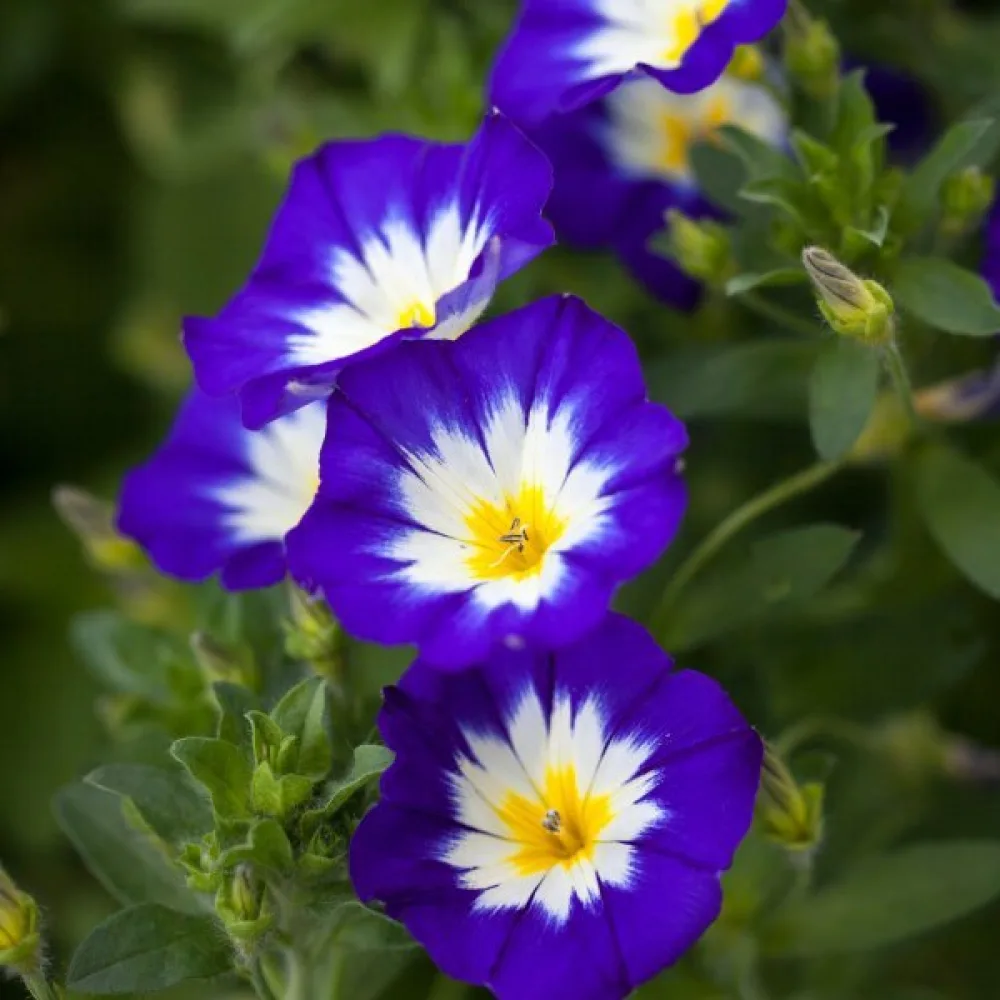 Praktvinda 'Royal Ensign'