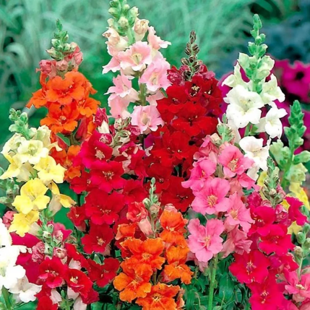 Lejongap 'Trumpet Serenade'