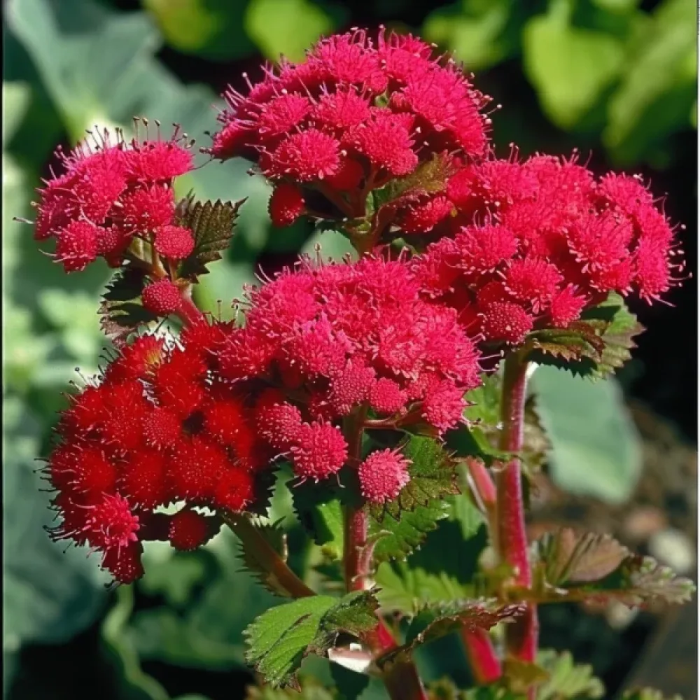 Ageratum, röd