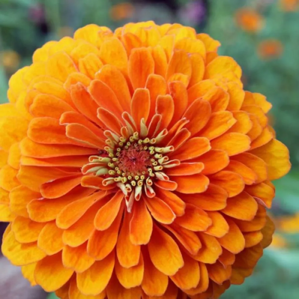 Zinnia 'Orange Gem'
