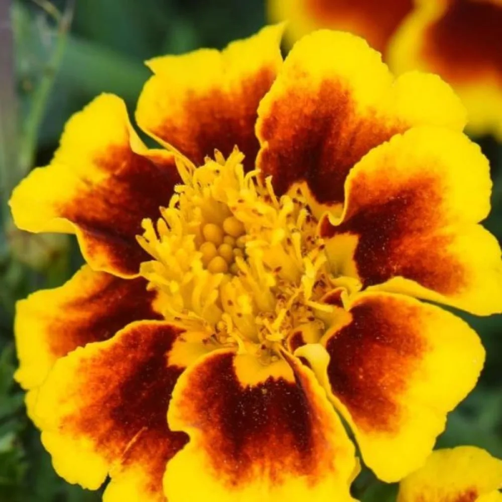 Fransk tagetes 'Legion of Honour'