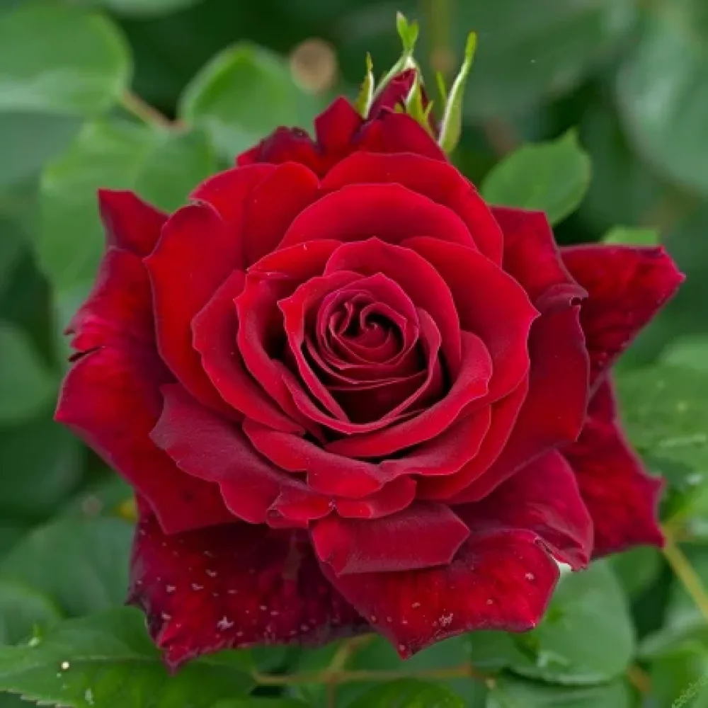 Ros 'Evening Bloom Harp' – barrotad