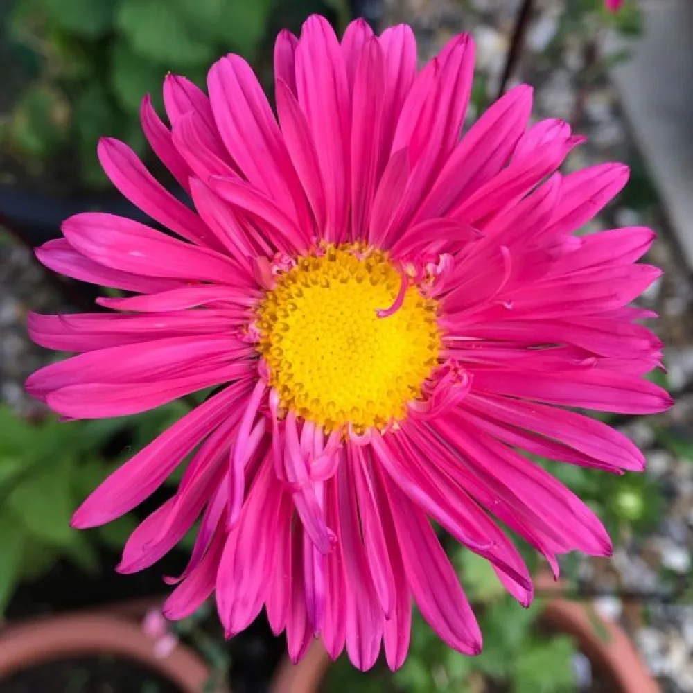 Sommaraster 'Ostrich Plume' rosa