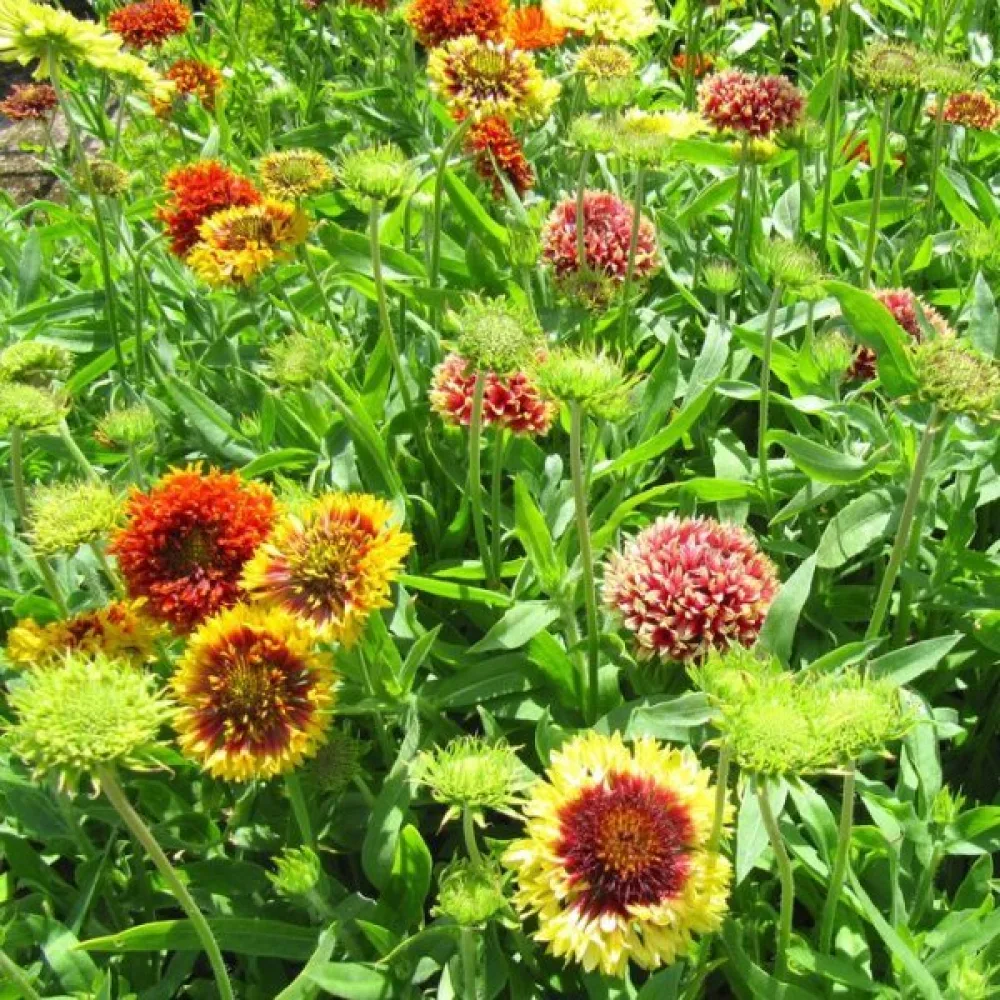 Kokardblomster 'Lorenziana', mix