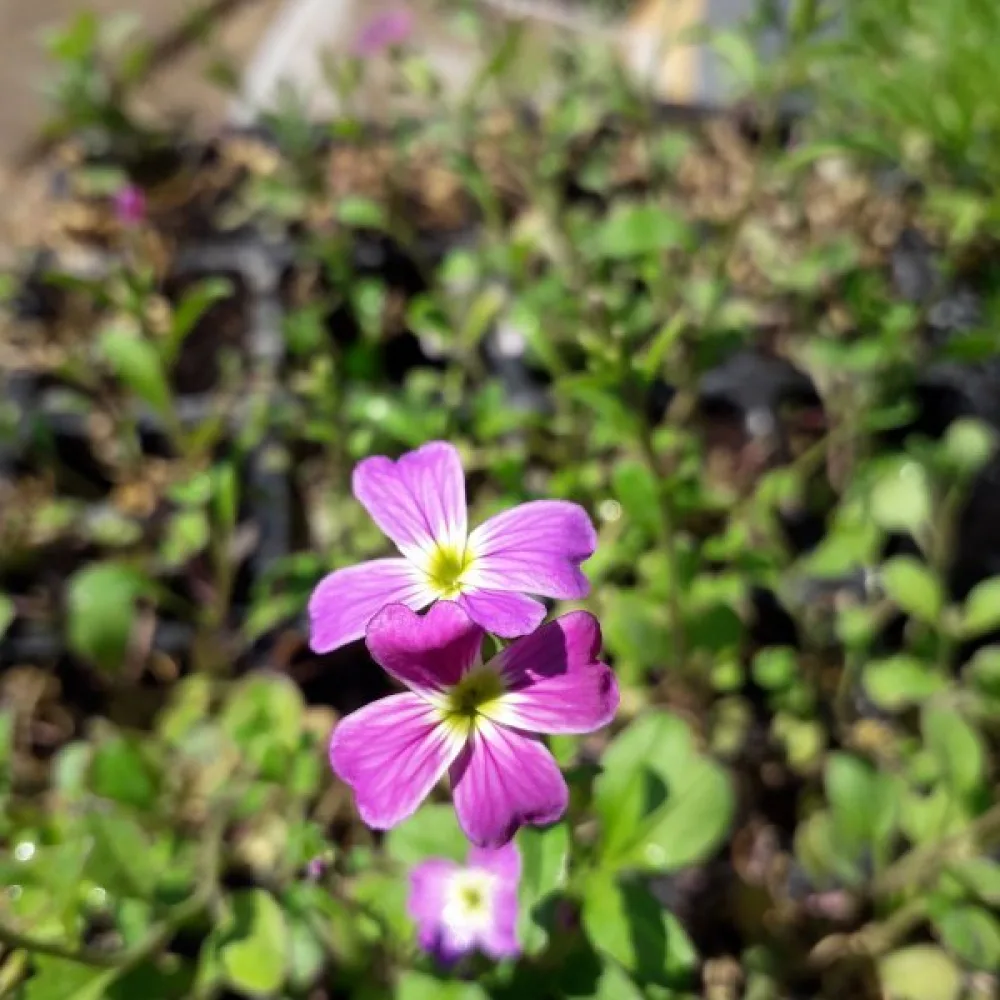 Strandlevkoja Malcolmia maritima, mix